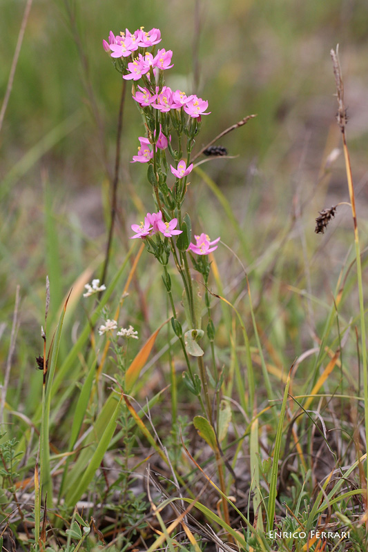 Centaurium erythraea s.l.